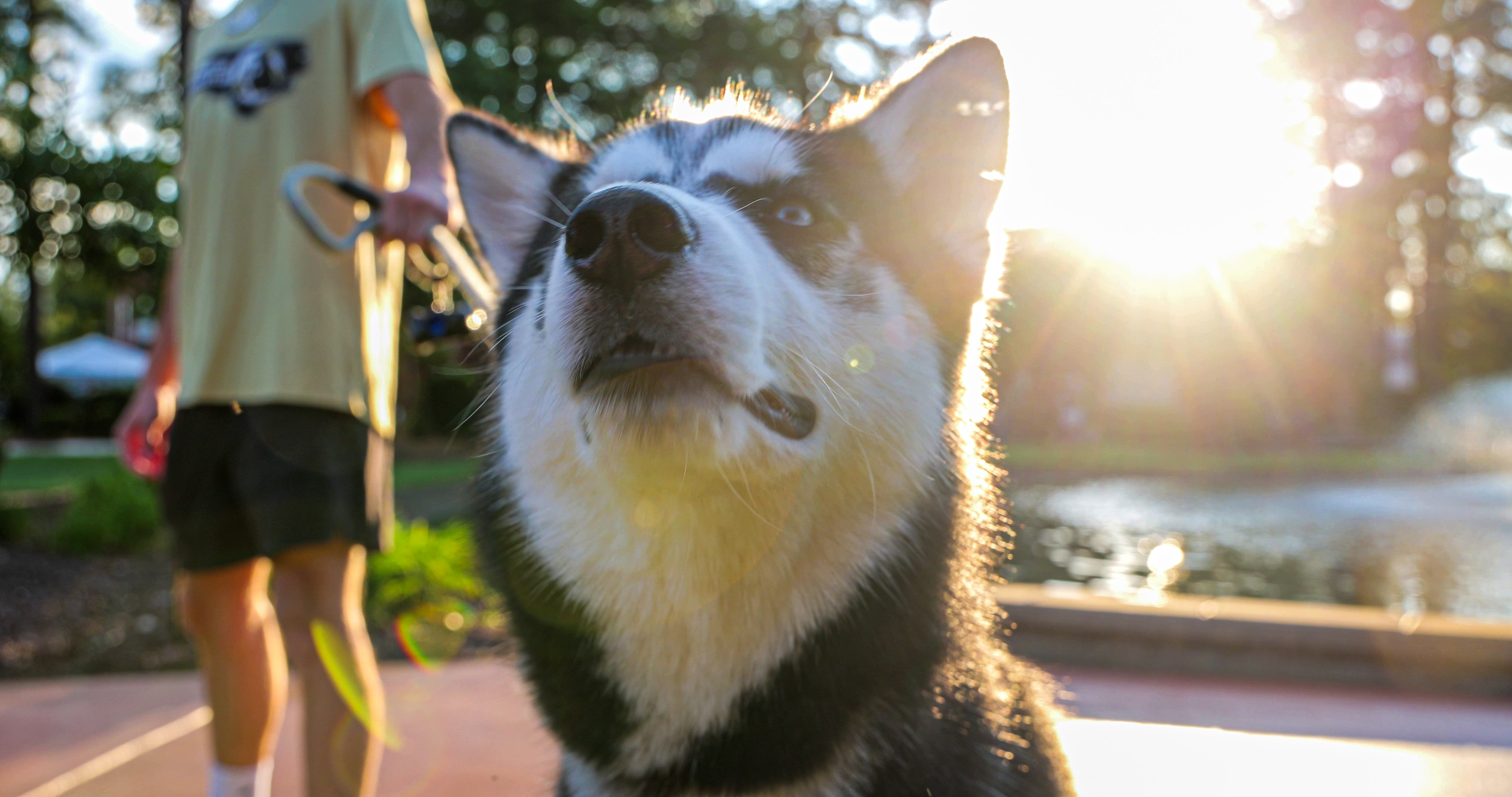Dog on UNCP campus