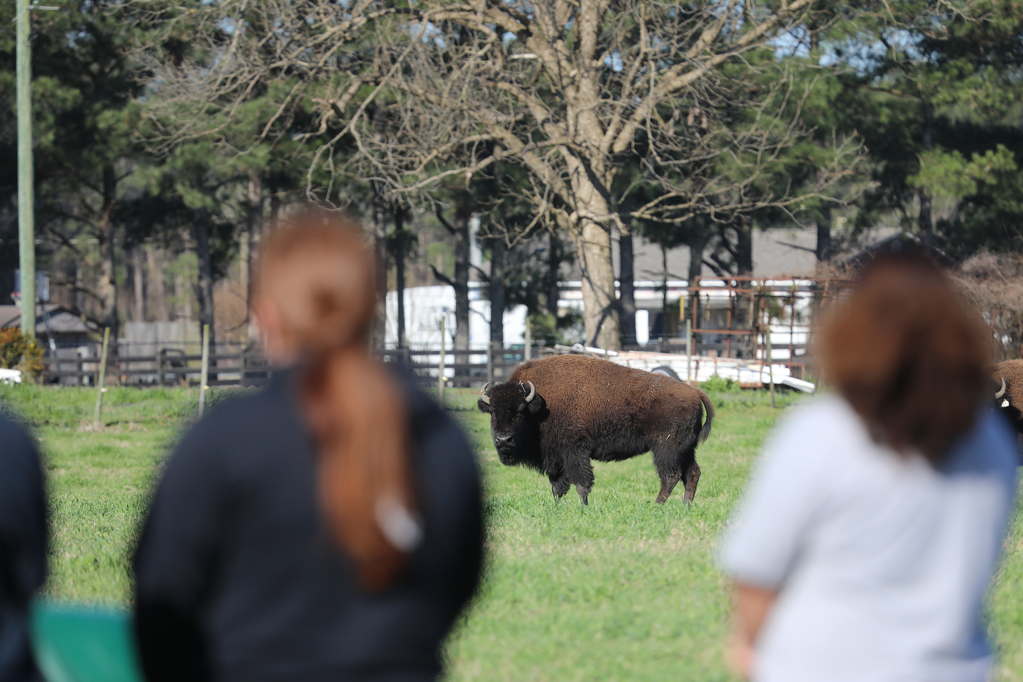 Students observe a bison in a field during an agricultural learning experience.