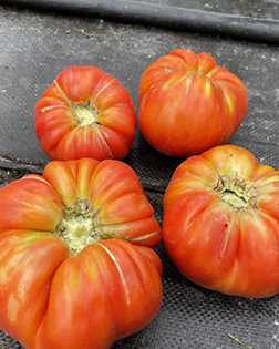 tomatoes