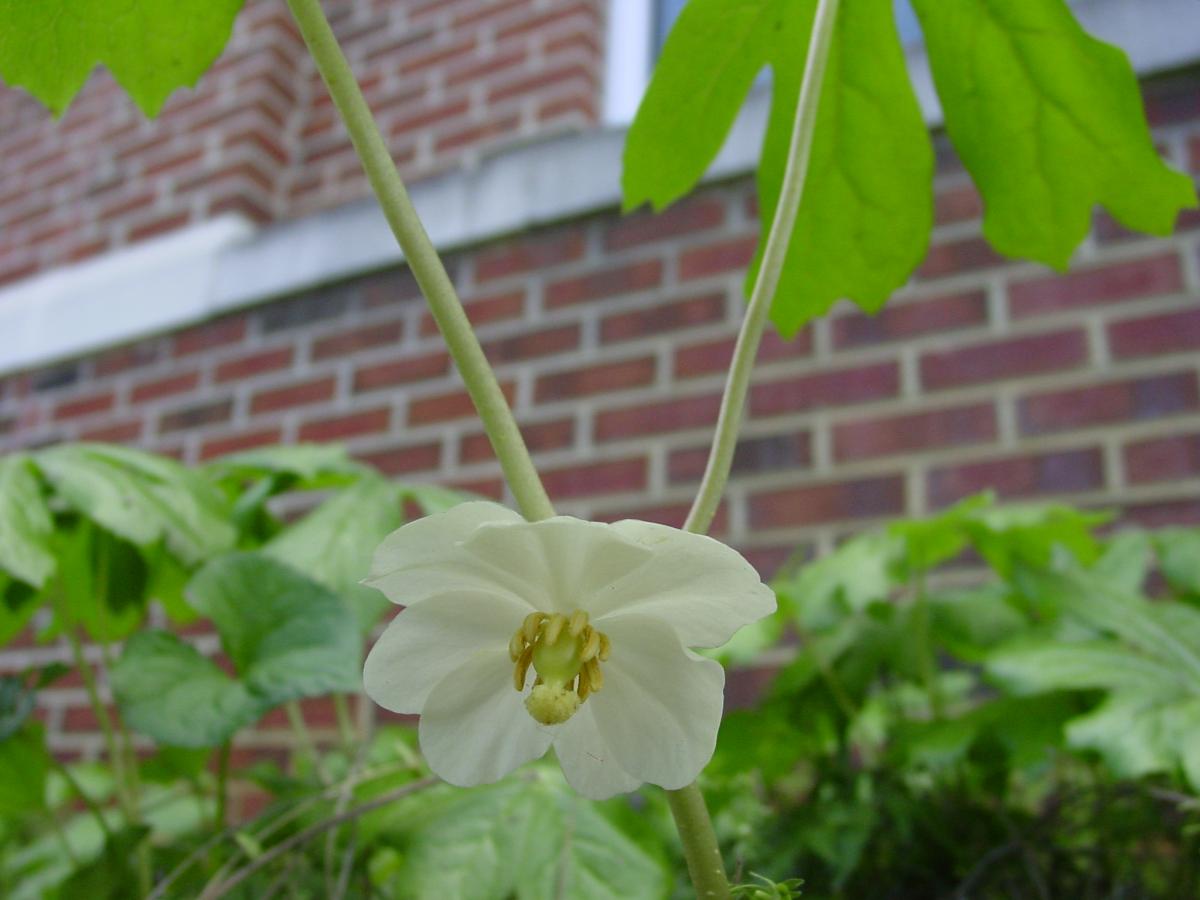 Bloodroot