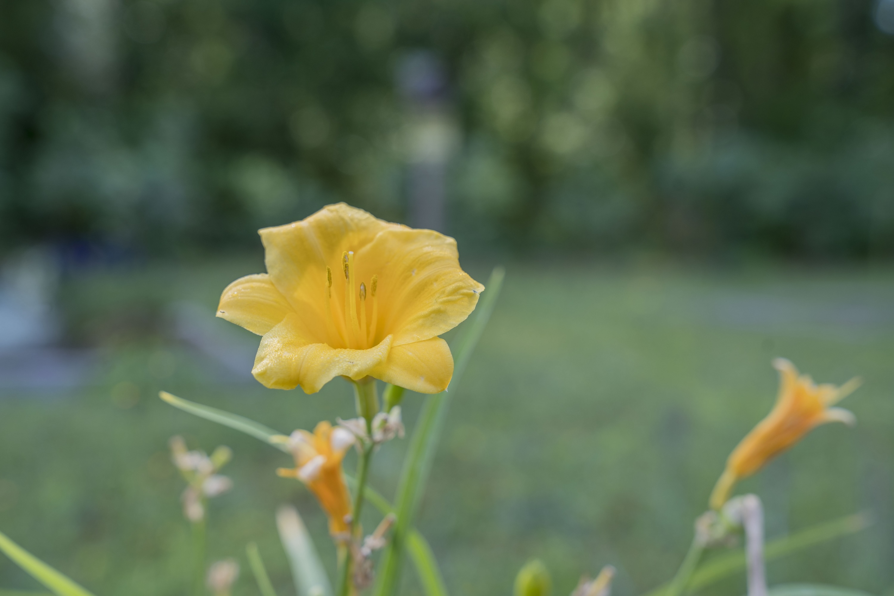 Colorful blooms attract pollinators and brighten the garden with life and activity.