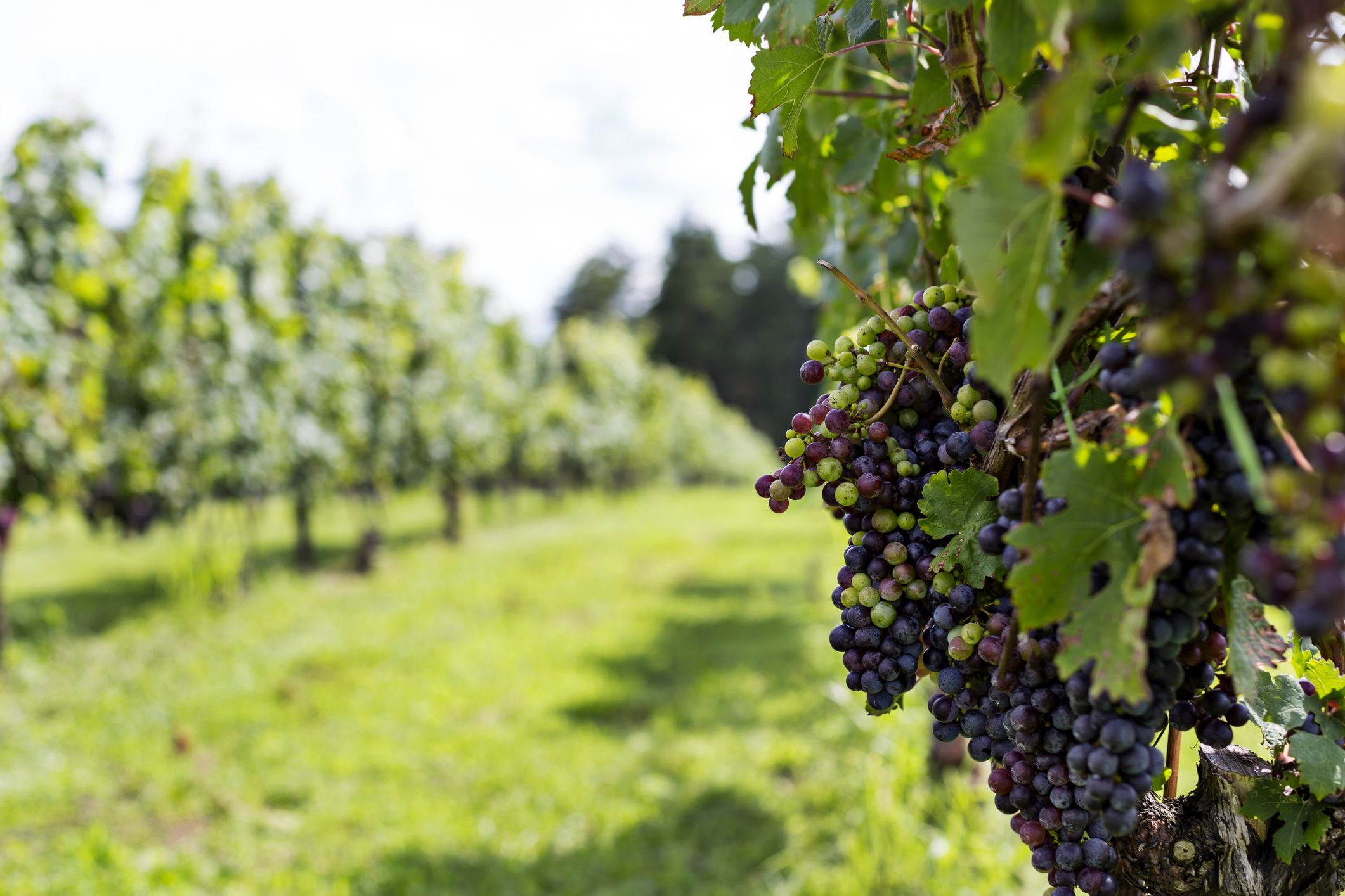 Winery Stock Image Gettys