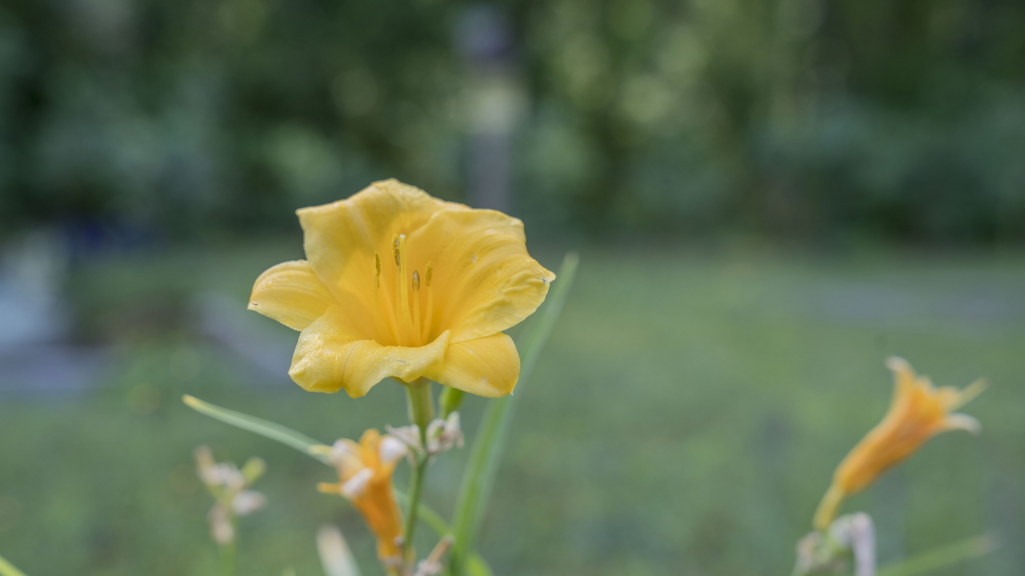 Colorful blooms attract pollinators and brighten the garden with life and activity.