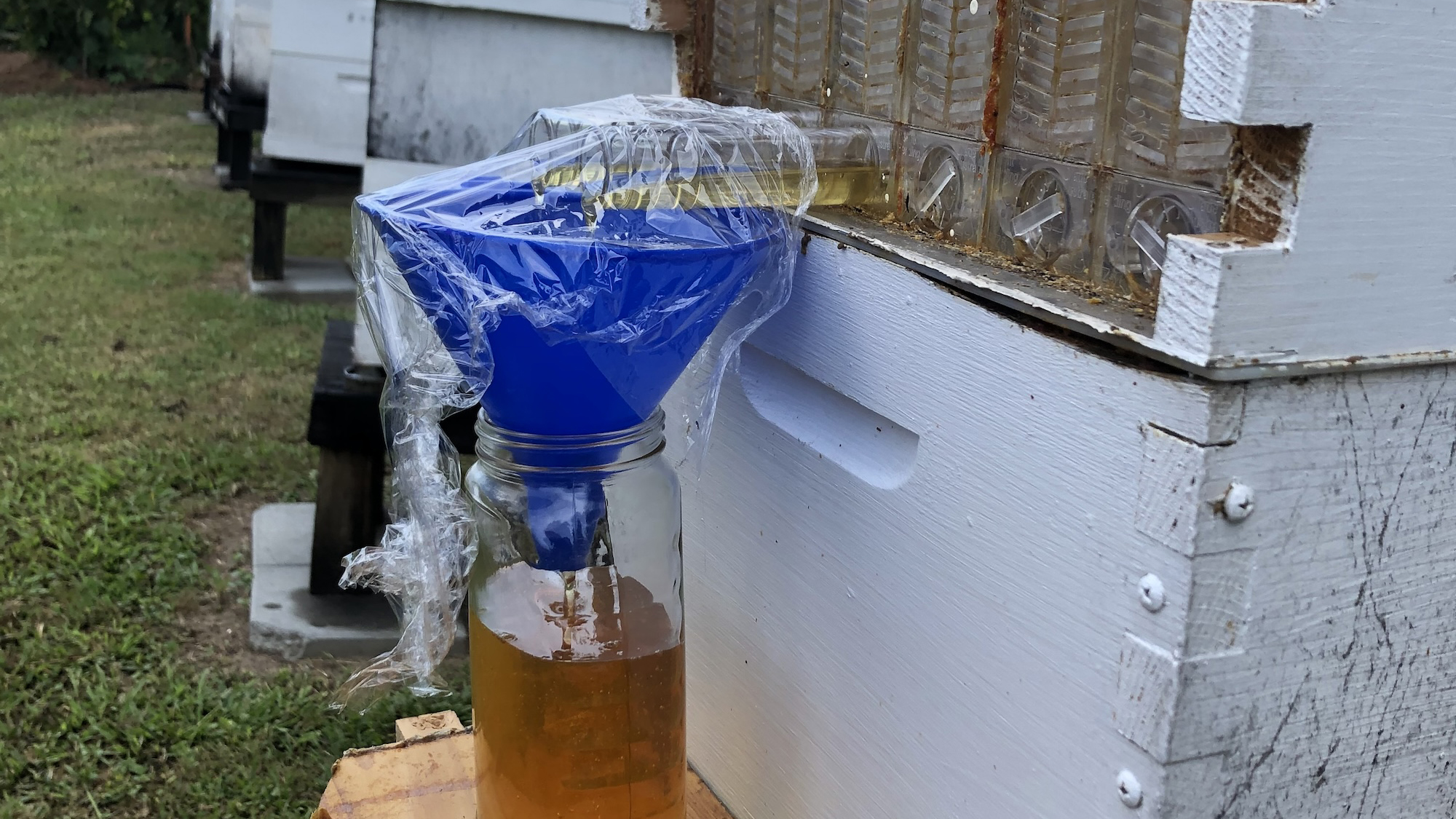 Fresh honey flows directly from the hive into a jar during harvest.