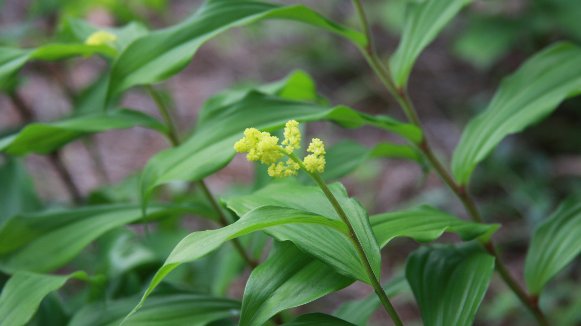 False Soloman's-seal