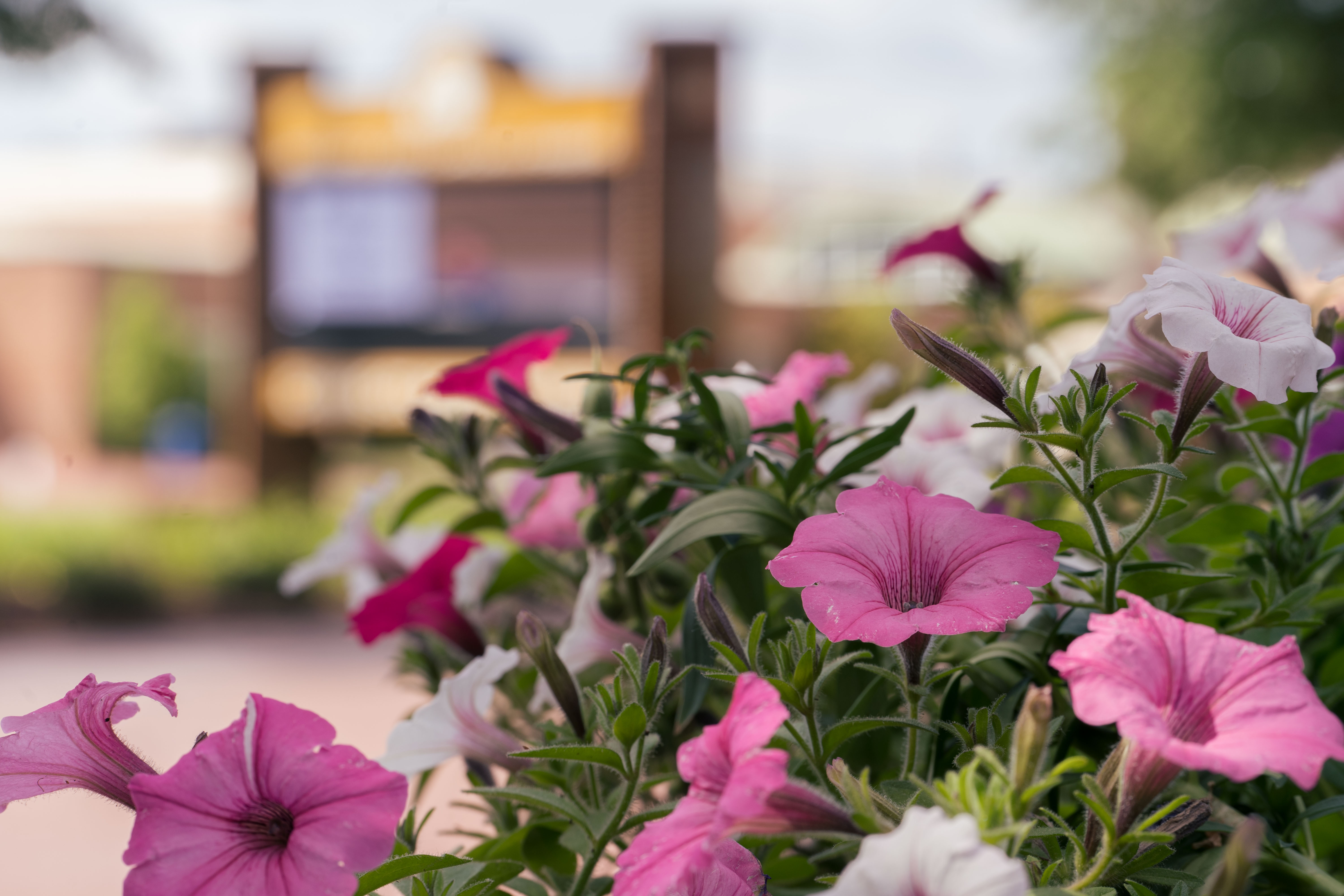 Campus Flowers