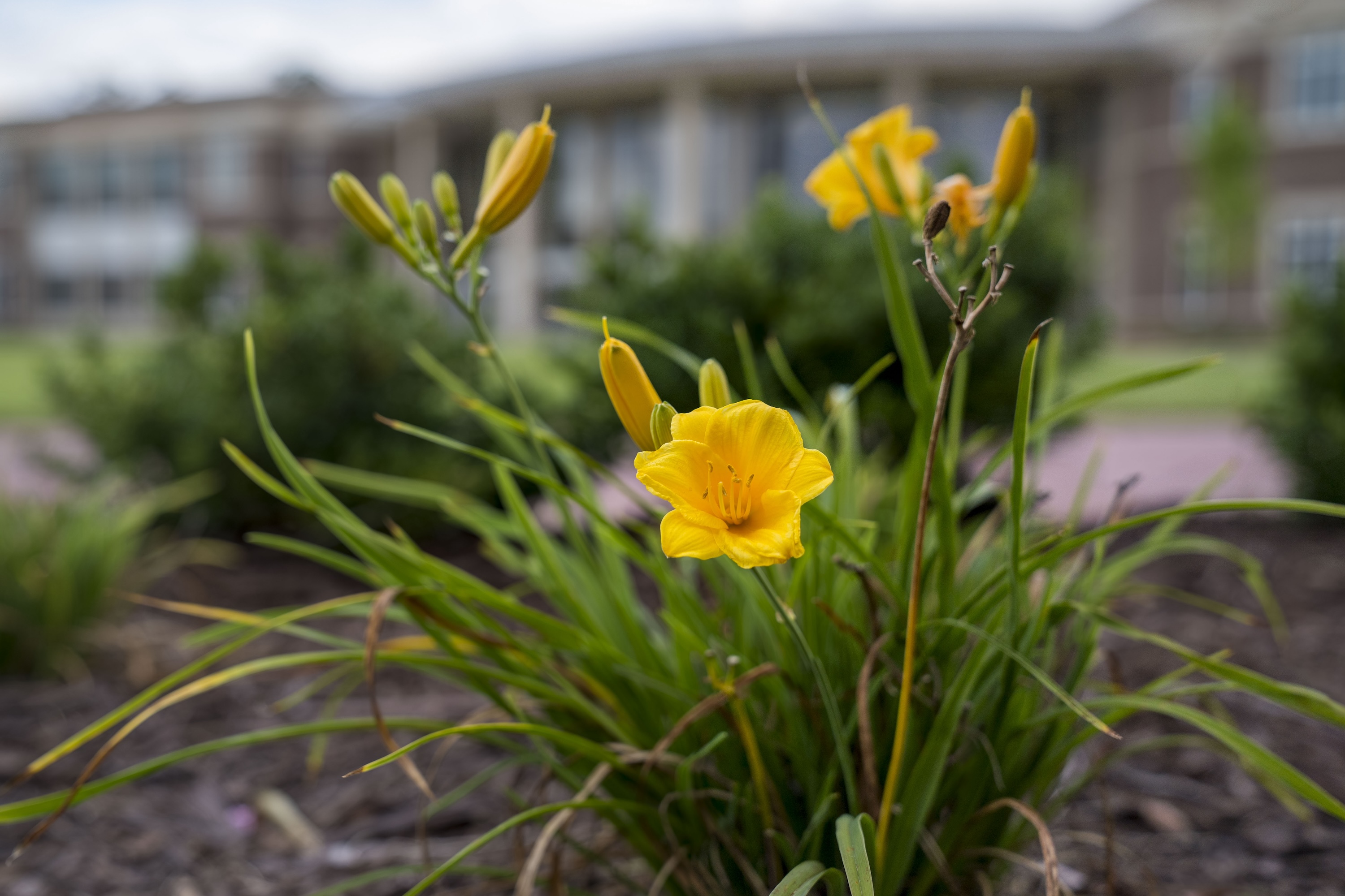 yellow flower