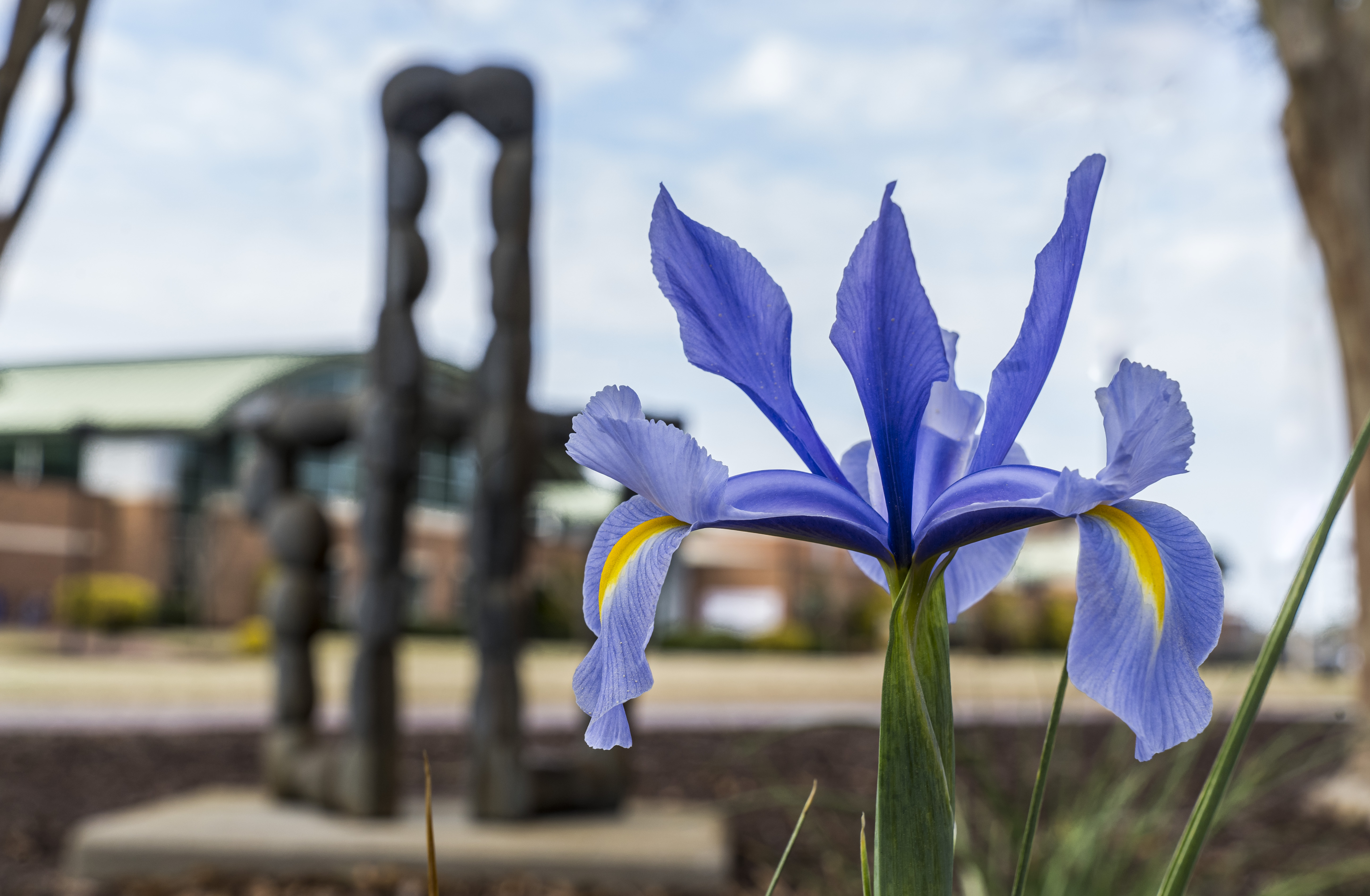 A purple flower on the campus lawn