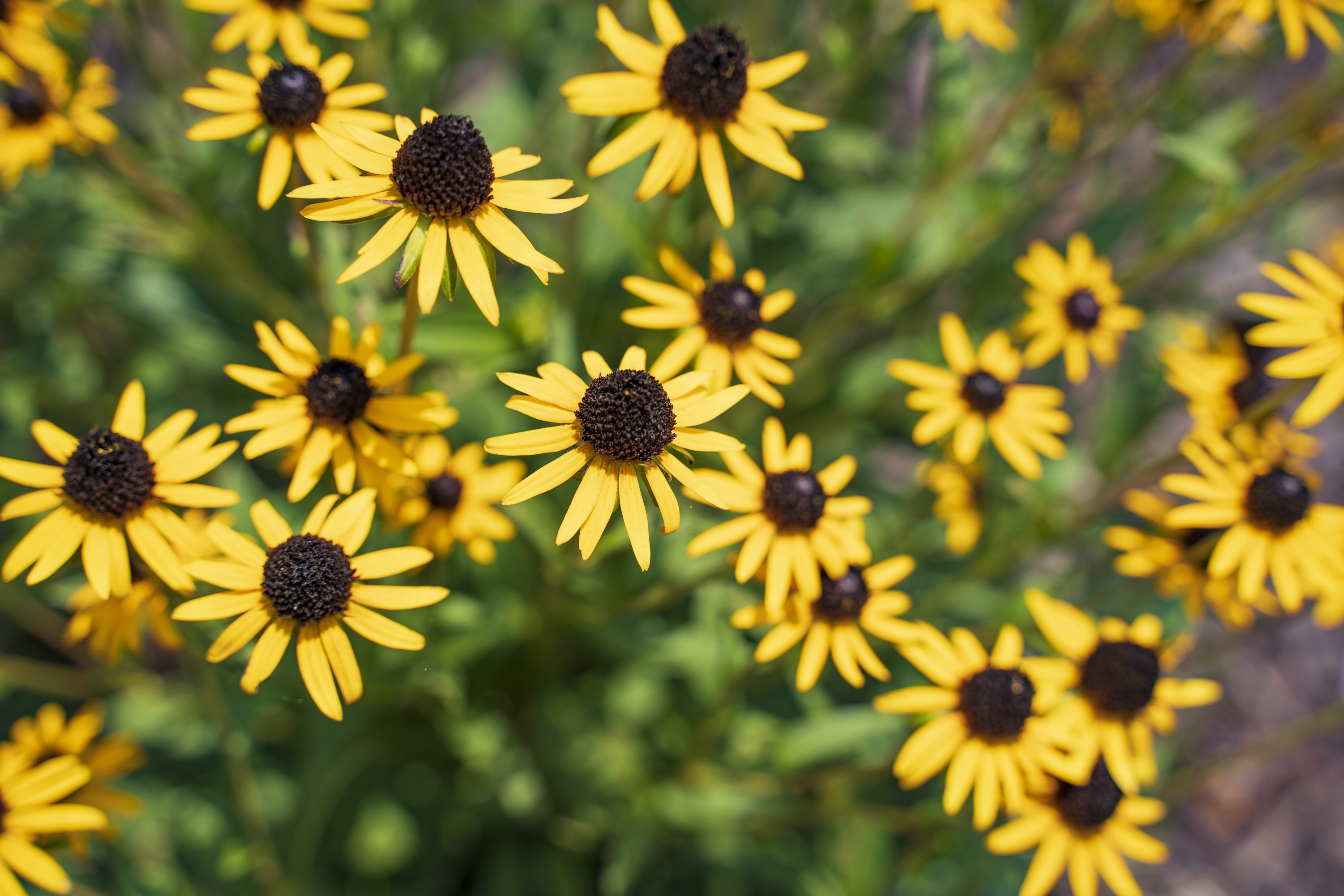 Flowers on campus