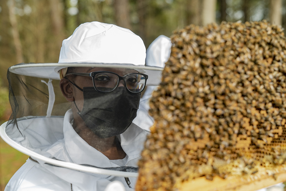 Apiary bee hive