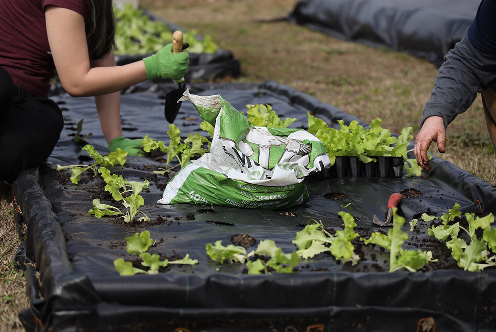 person planting plants