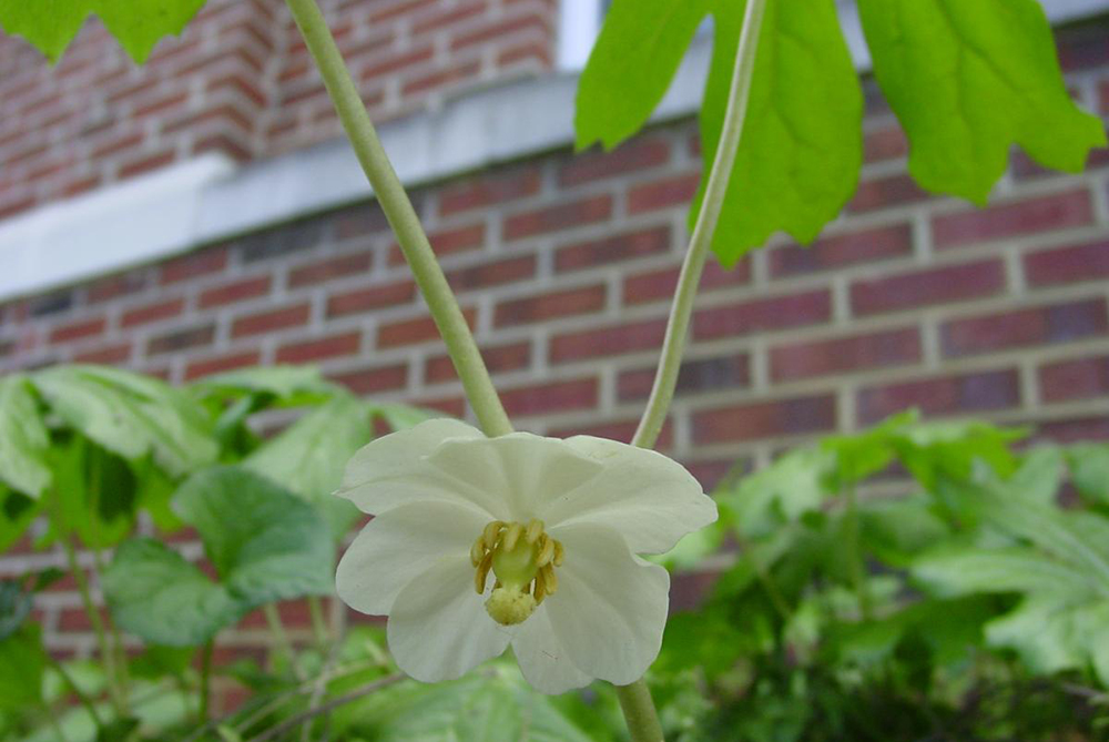 Mayapple blossom