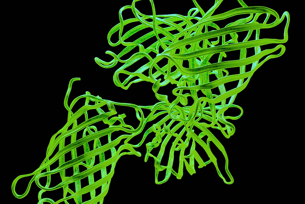 a Plasmid Vector