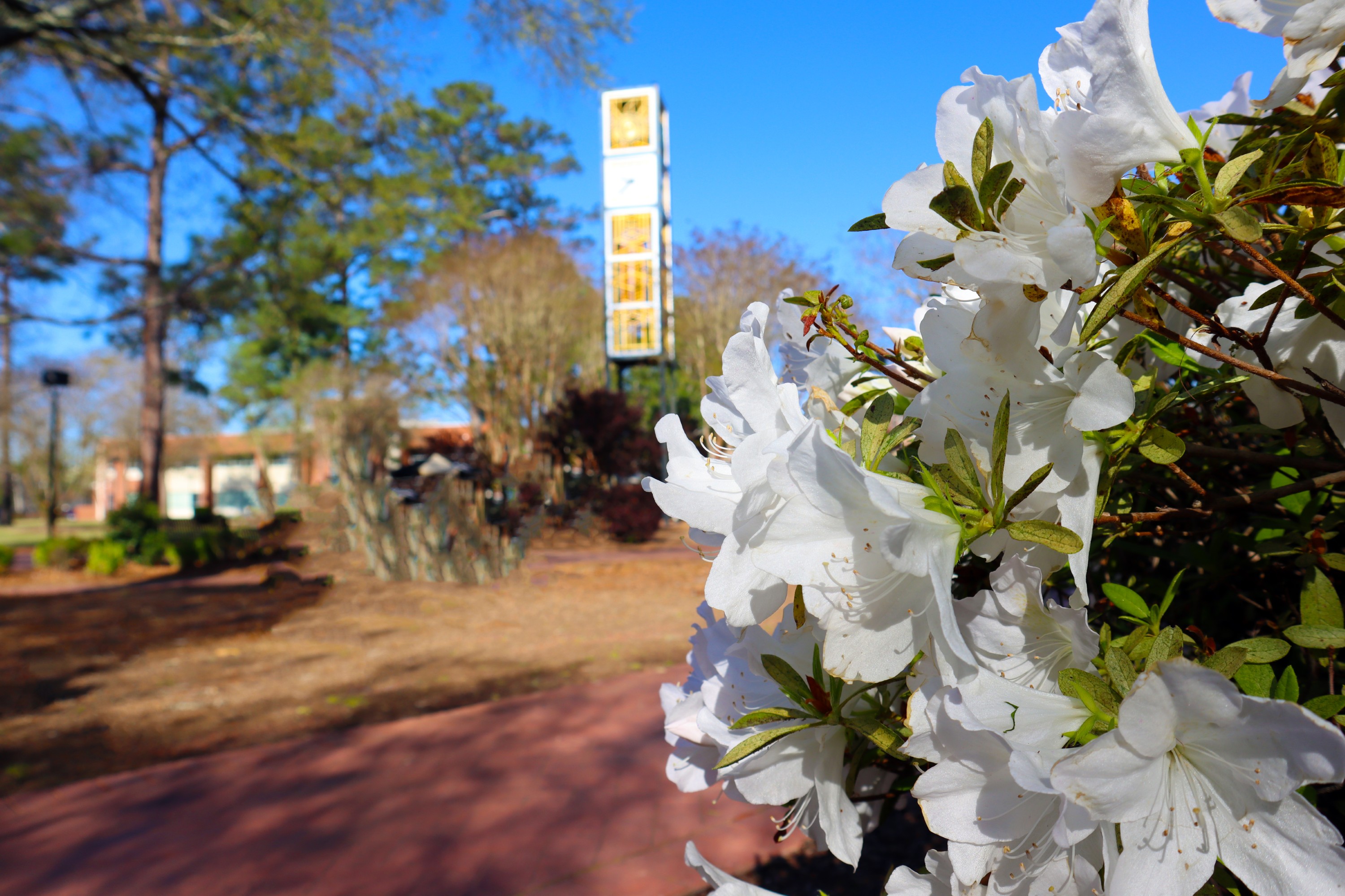 Flowering bush in front of the clock tower in the quad at UNC Pembroke.
