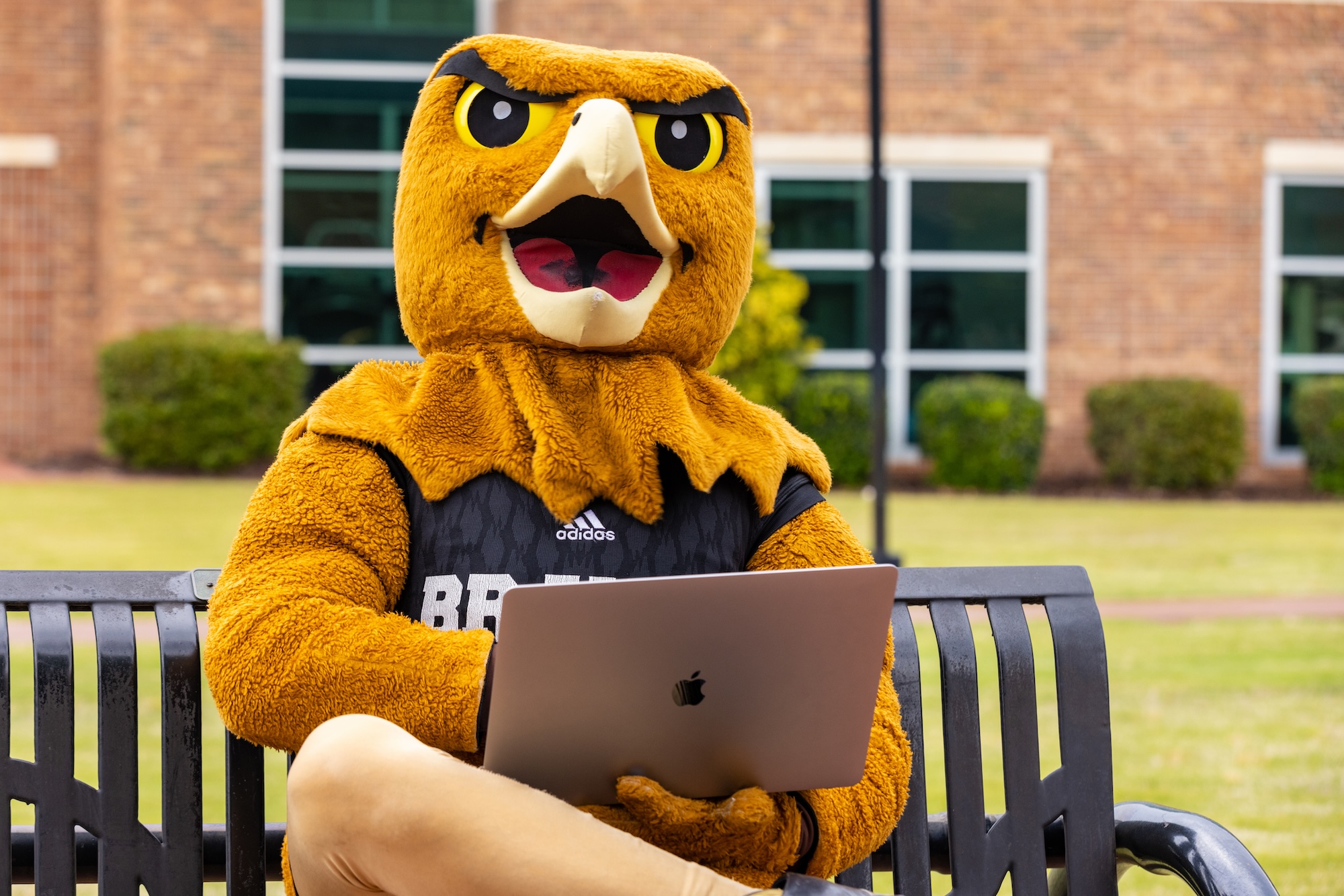 UNCP Mascot BraveHawk with laptop on park bench